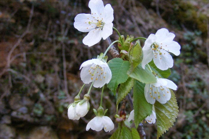 Flore de la Corse