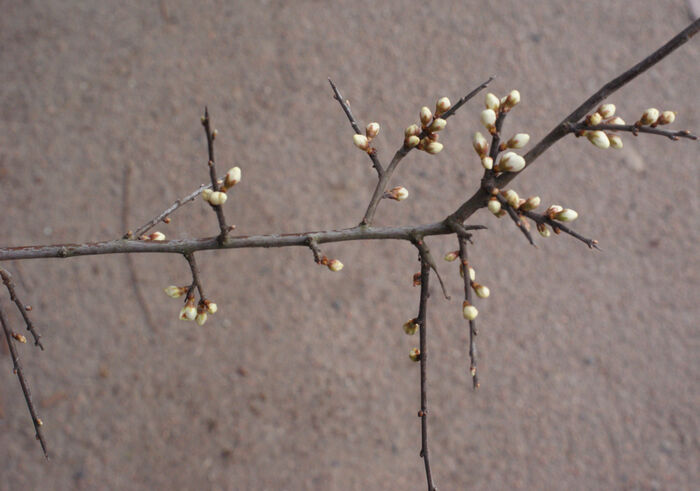 Flore de la Corse