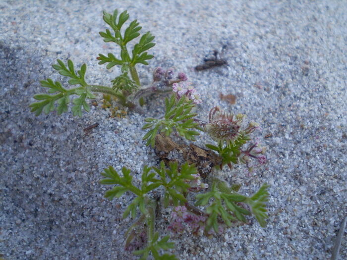 Flore de la Corse