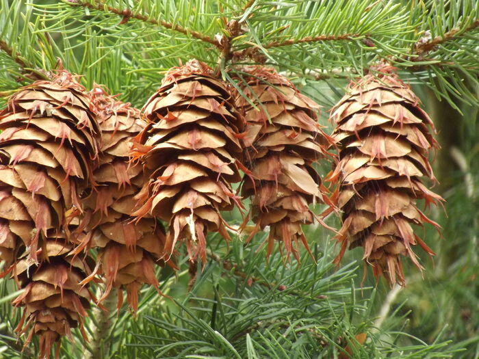 Flore de la Corse