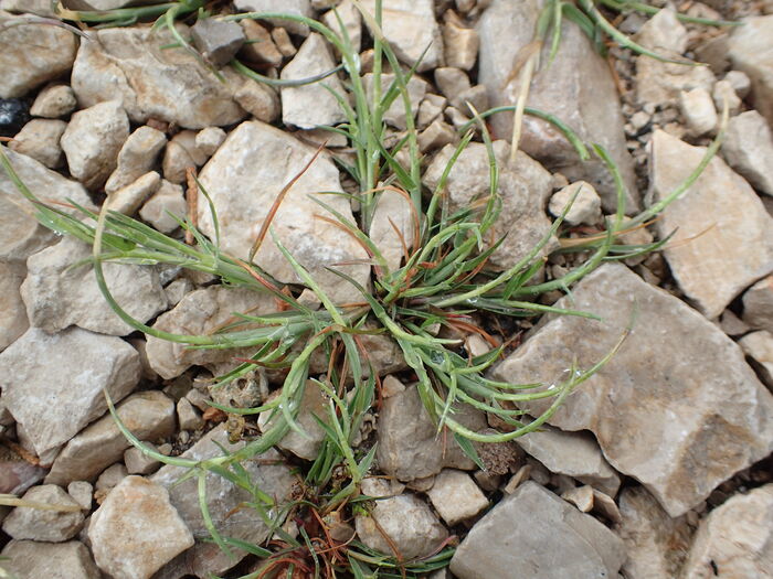 Flore de la Corse