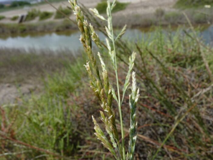 Flore de la Corse