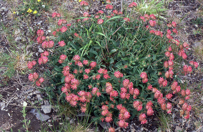 Flore de la Corse