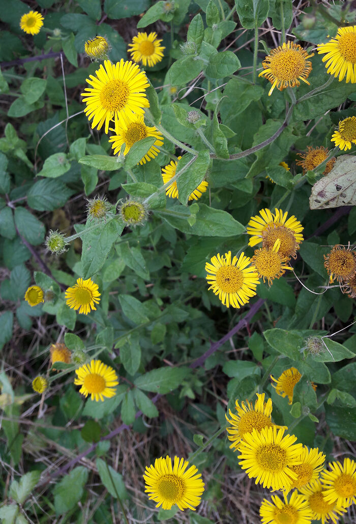 Flore de la Corse