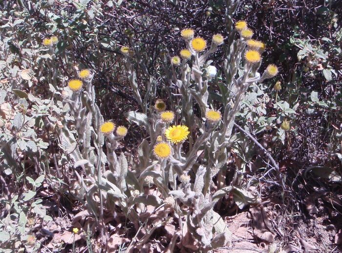 Flore de la Corse