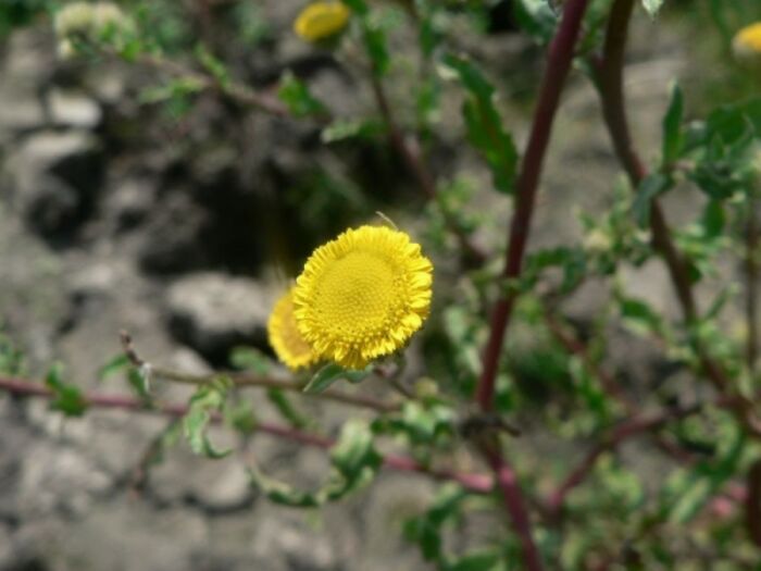 Flore de la Corse