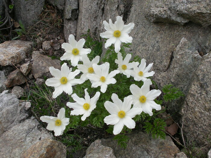 Flore de la Corse