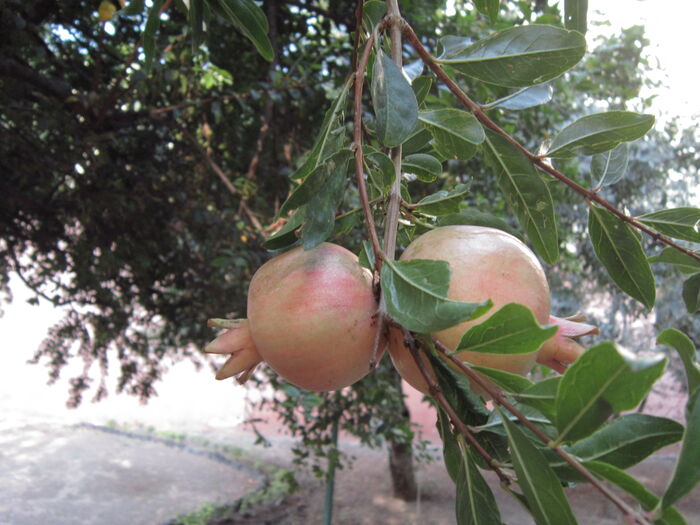 Flore de la Corse