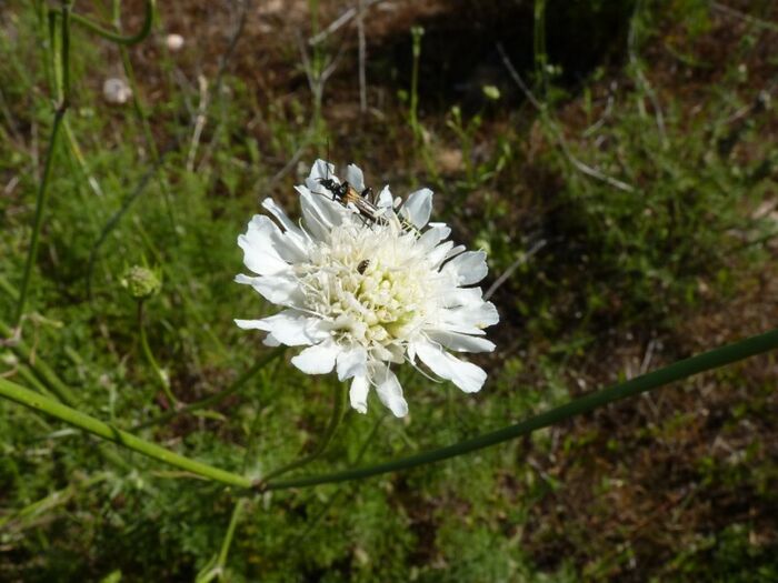 Flore de la Corse