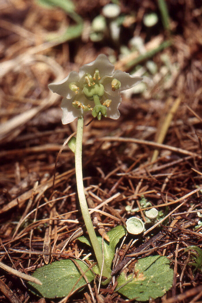 Flore de la Corse