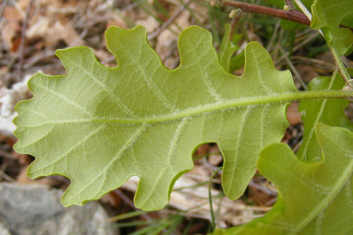 Flore de la Corse