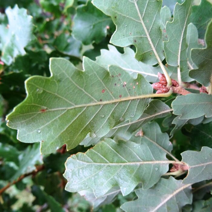 Flore de la Corse