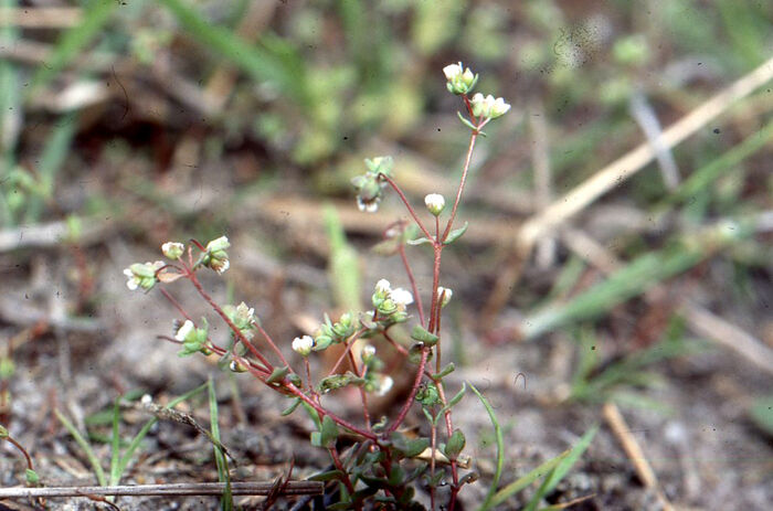 Flore de la Corse