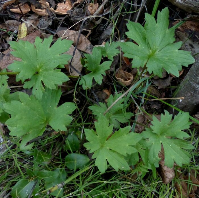 Flore de la Corse