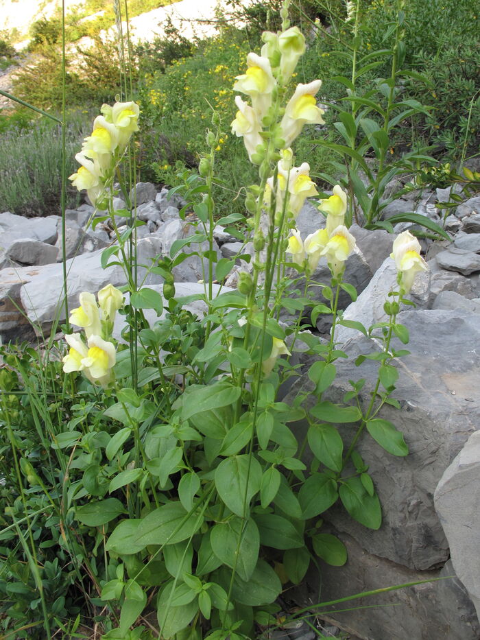 Flore de la Corse