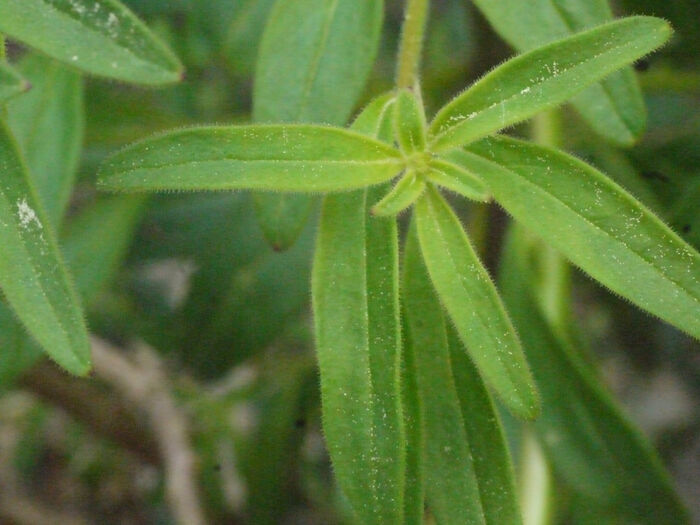 Flore de la Corse