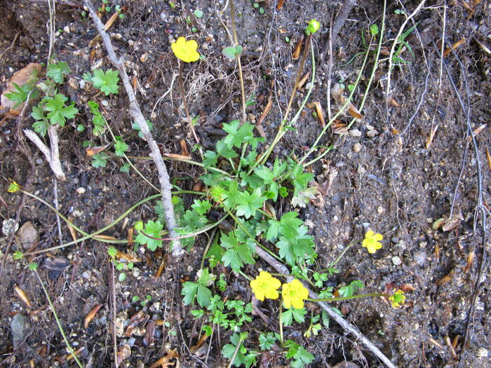 Flore de la Corse