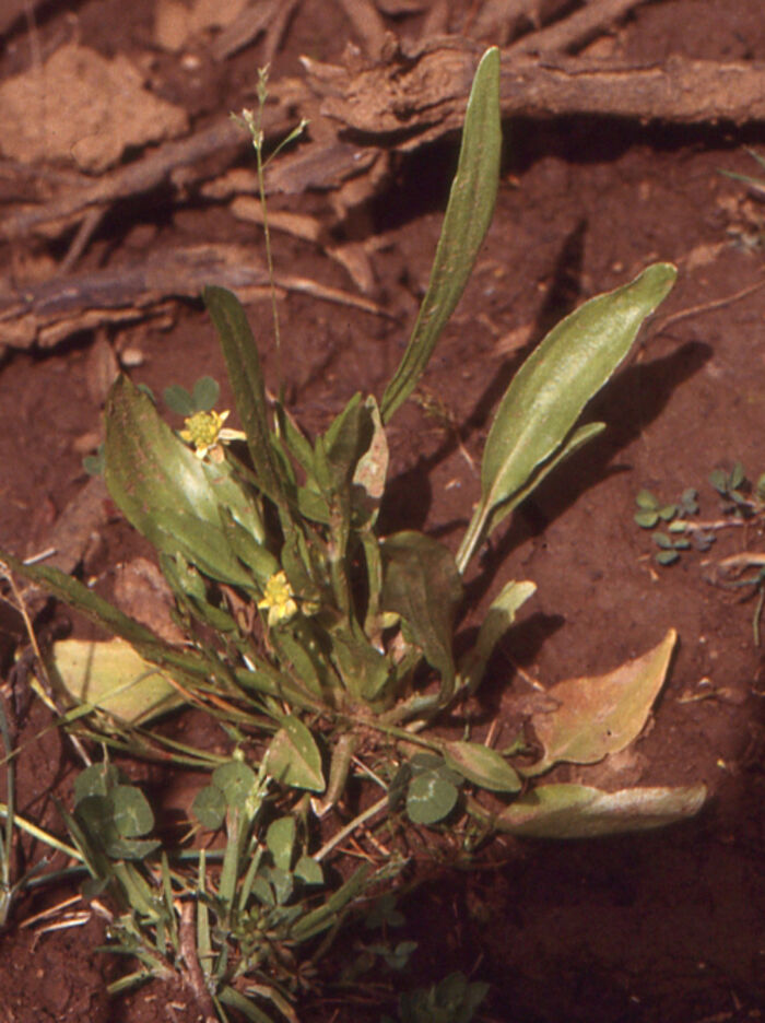 Flore de la Corse