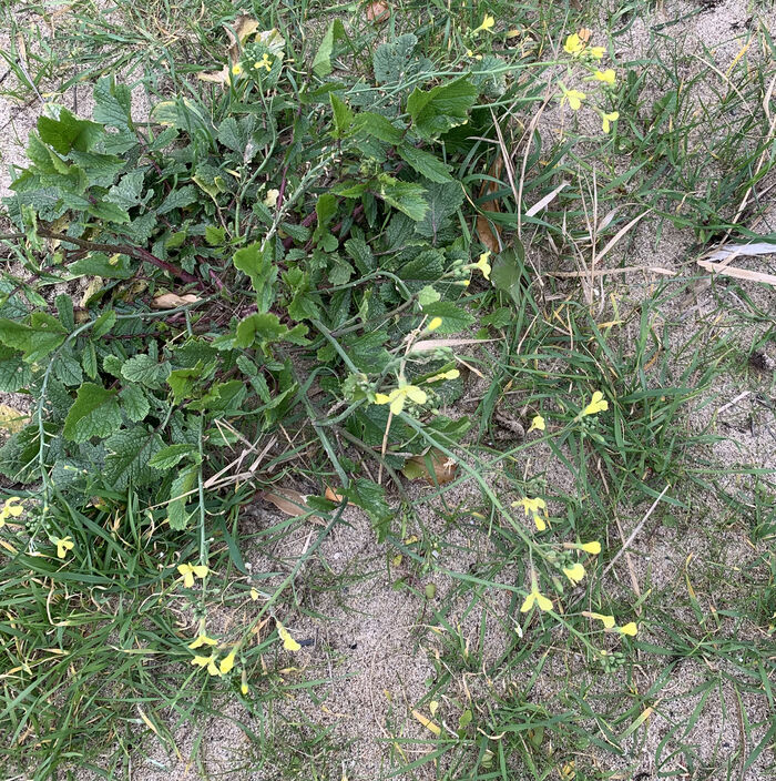 Flore de la Corse