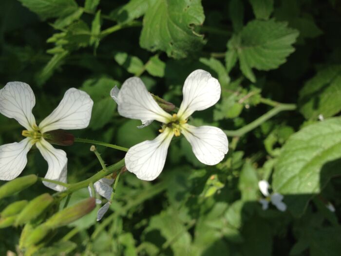 Flore de la Corse