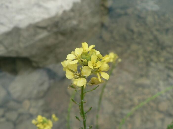 Flore de la Corse