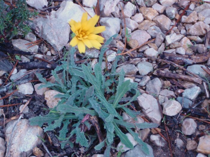 Flore de la Corse