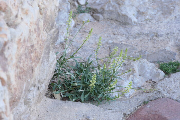 Flore de la Corse