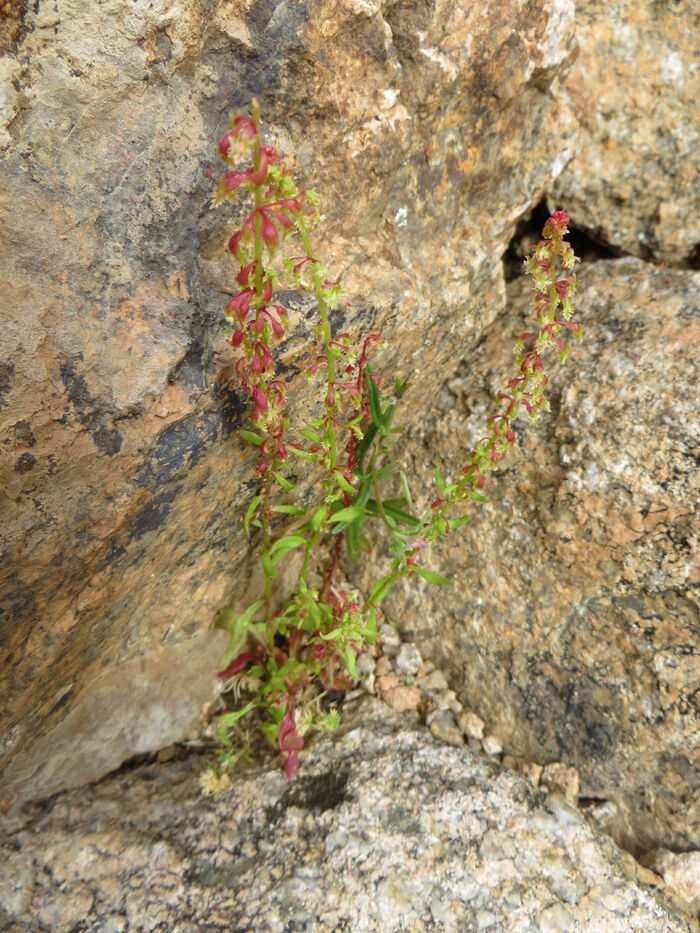 Flore de la Corse