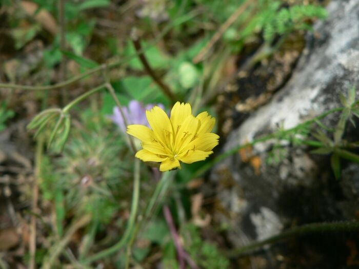 Flore de la Corse