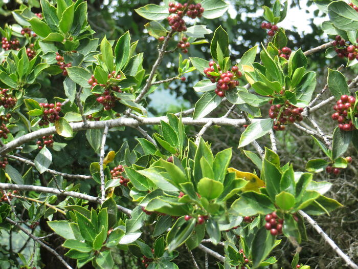 Flore de la Corse