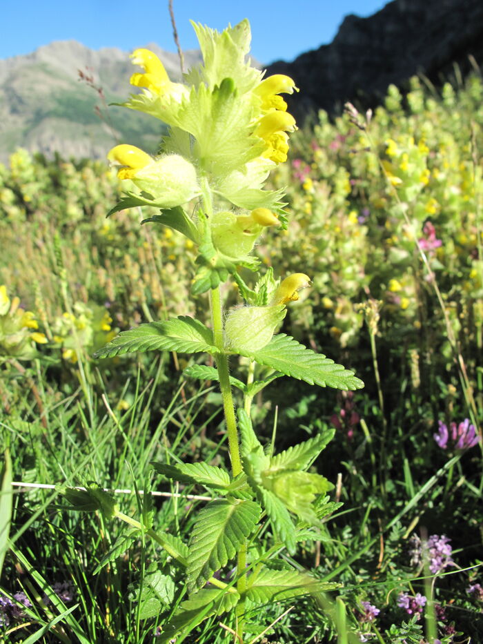 Flore de la Corse