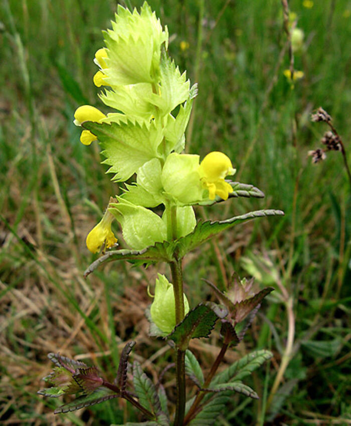 Flore de la Corse