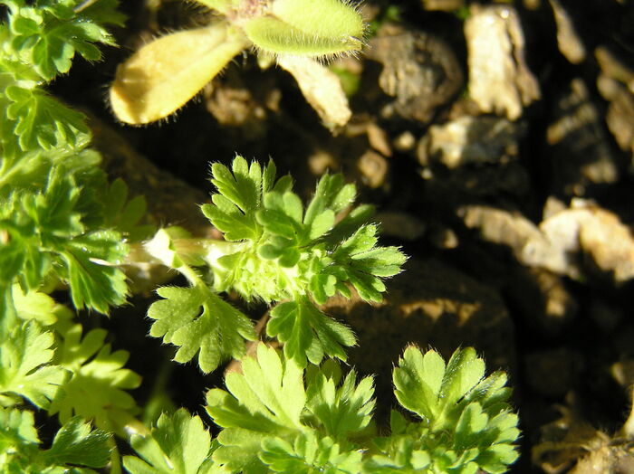 Flore de la Corse