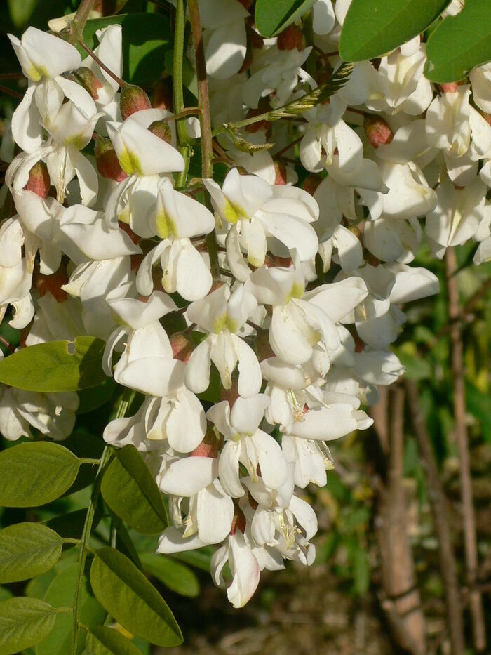 Flore de la Corse