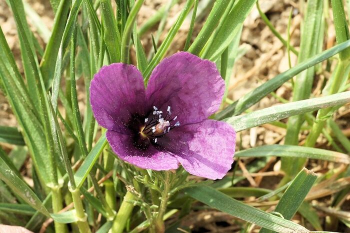 Flore de la Corse