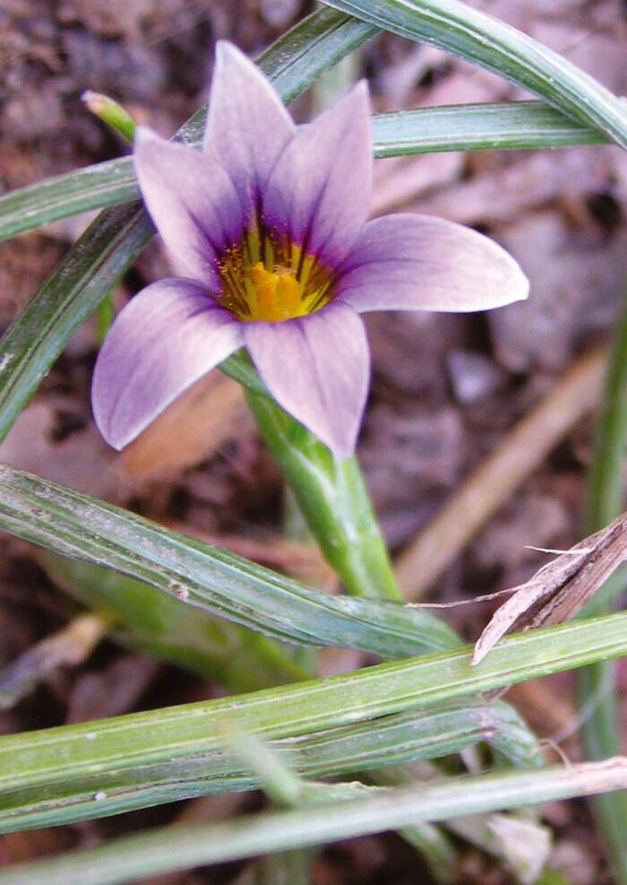 Flore de la Corse