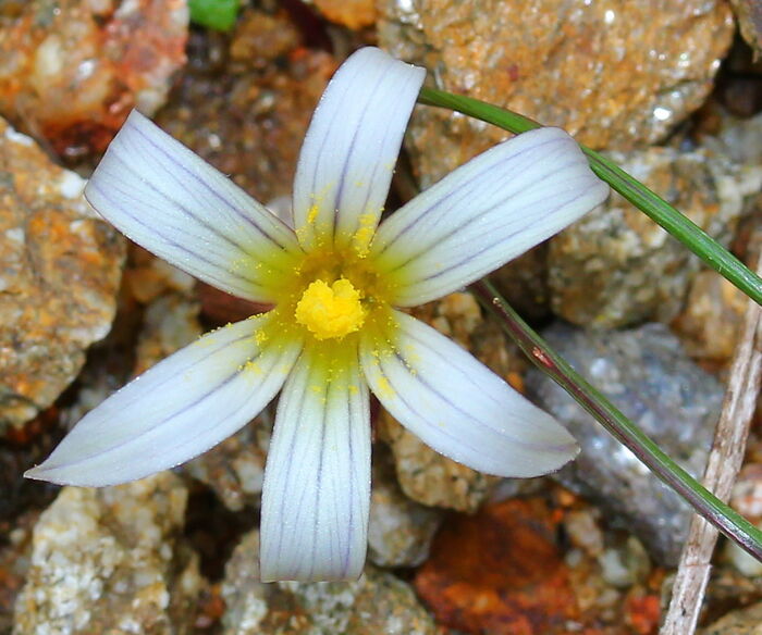 Flore de la Corse