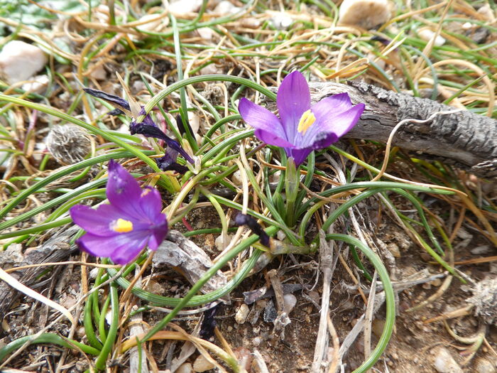 Flore de la Corse