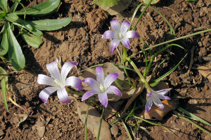 Flore de la Corse