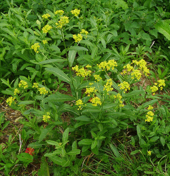 Flore de la Corse