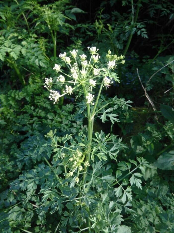 Flore de la Corse