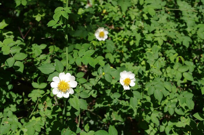 Flore de la Corse