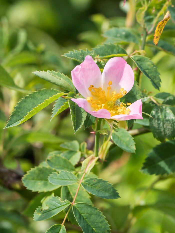 Flore de la Corse