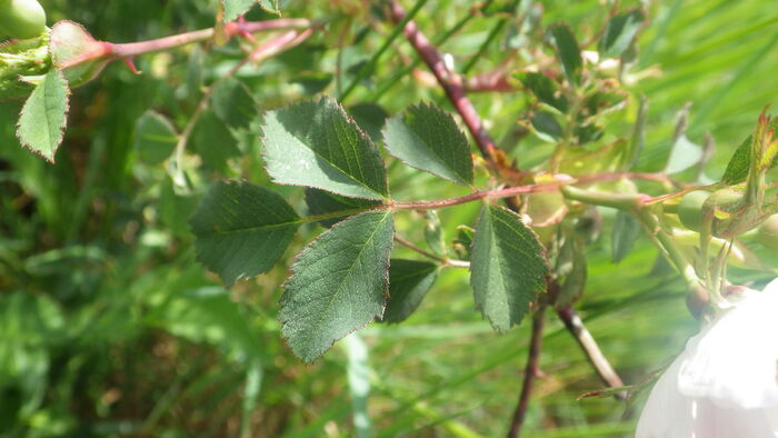 Flore de la Corse