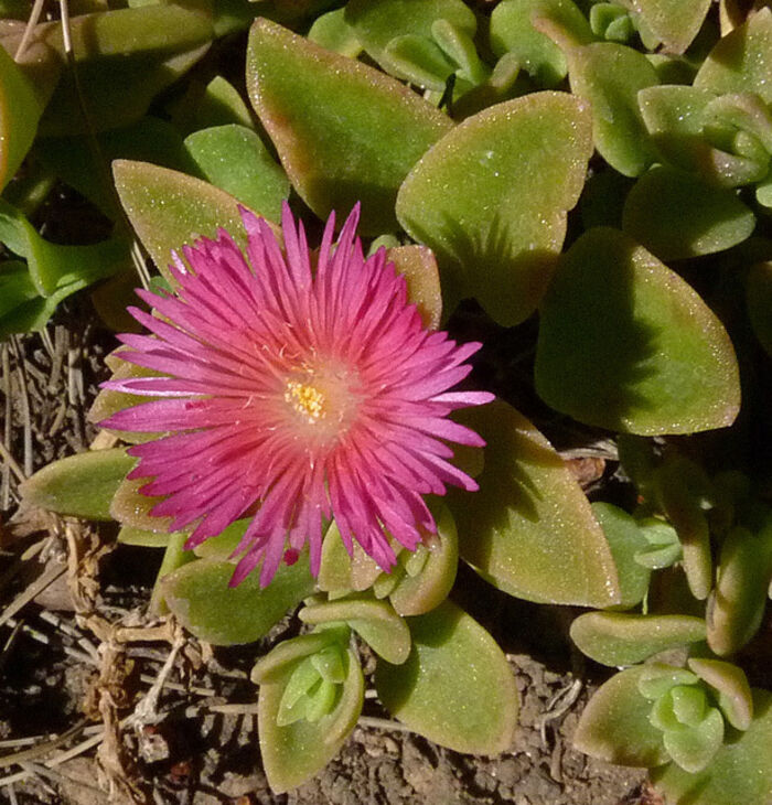 Flore de la Corse