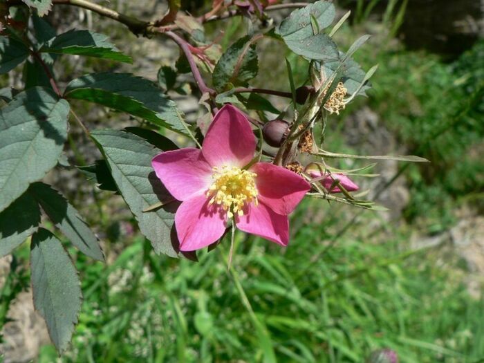 Flore de la Corse