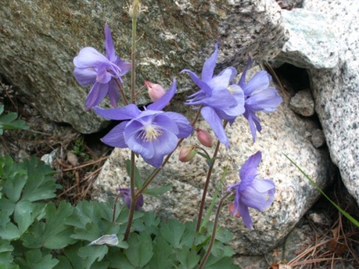 Flore de la Corse