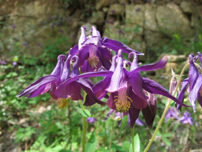 Flore de la Corse