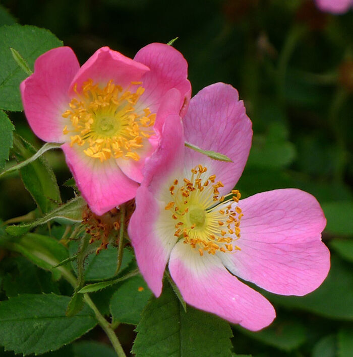 Flore de la Corse