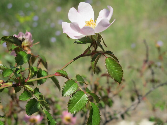 Flore de la Corse